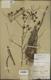 Image result for Graphorkis