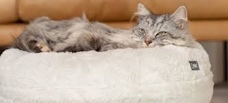Denken sie daran, dass katzen nachtaktive kreaturen sind. Warum Will Meine Katze Nicht In Ihrem Eigenen Bett Schlafen Omlet Blog Deutschland