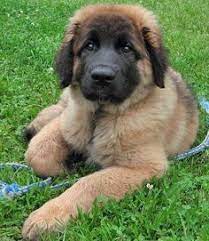 Leonberger Puppy Care Leonberger Dog Breed Information Dog Care Leonberger Puppy Leonberger Dog Leonburger Dog