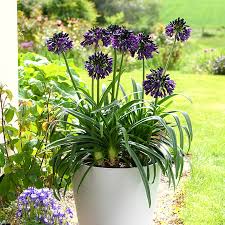 Image result for Agapanthus codii