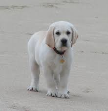 Check spelling or type a new query. White Lab Puppies Near Me Novocom Top