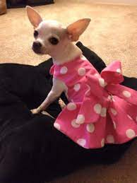 Resultado De Imagen Para Fotos De Perros Chihuahua Dog Clothes Diy Puppy Clothes Small Dog Clothes