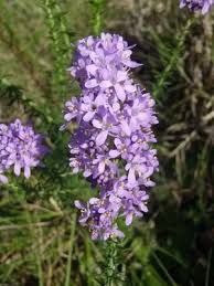 Image result for Selago coerulea