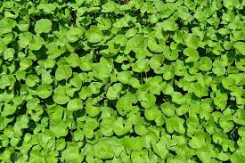 Etnis betawi juga memiliki beragam tarian daerah yang populer sejak. 6 Manfaat Daun Pegagan Tanaman Liar Dengan Khasiat Yang Melimpah Halaman All Kompas Com