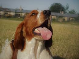 Image result for velššpringršpaněl