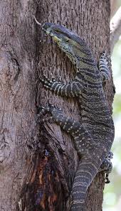 Black And White Tegu Lizard Sc Tree Hugger Cute Reptiles Lizard Monitor Lizard