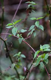 Image result for Droguetia