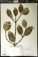 Image result for Garcinia volkensii