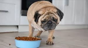 The best brand of puppy food for your pug will differ from dog to dog. Best Dog Foods For Pugs Puppies Adults Seniors