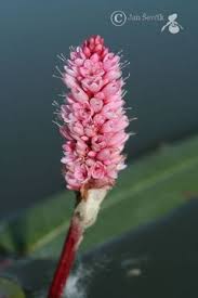 Image result for Persicaria madagascariensis