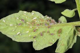 This type of insect eats tomato plant leaves. Managing Insect Pests On Fresh Market Tomatoes