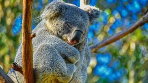 Hangingpouchdesign by nancysdharma1965 on deviantart in 2020. Over 800 Join Lincoln Knitting Group To Help Koalas Injured In Australian Bushfires