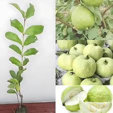 Thai-7 Guava