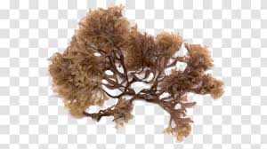 Irish Moss Seaweed Algae Sea Lettuce Red Transparent Png Including transparent png clip art, cartoon, icon, logo, silhouette. irish moss seaweed algae sea lettuce