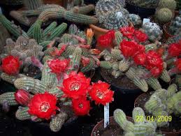 Peanut cactus starters 60 babies for $45 (echinopsis chamaecereus). The Peanut Cactus Is Easy To Grow And Get To Bloom Hubpages