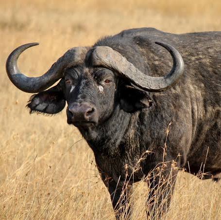 Cape Buffalo • Africa Travel Centre