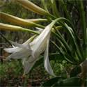 Image result for Crinum verdoorniae