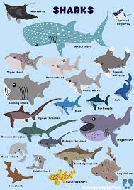 Shark Marine Biology Basking Shark