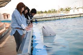 Taking Your Kids To Yokohama Yokohama Hakkeijima Sea Paradise Itineraries Yokohama Official Visitors Guide Travel Guide To Yokohama City