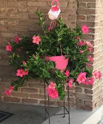 Image result for Mandevilla