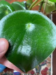 We did not find results for: Peperomia Polybotrya How To Grow Raindrop Peperomia