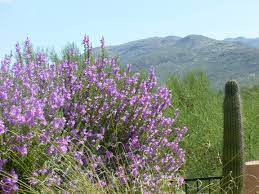 We have now placed twitpic in an archived state. Sage Bushes With Purple Flowers Bring Life To The Desert Tjs Garden
