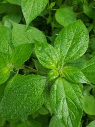 Image result for Pouzolzia guineensis