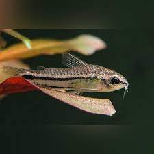 Pygmy Cory Aquariumfishsale Com