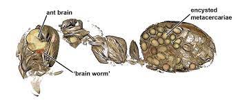 A brain actually works in the same way, but what's great about ants is that you can see the whole and this raises an analogous question about brains. These Brain Worms Turn Ants Into Death Seeking Zombies