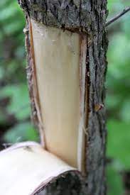 Maybe you would like to learn more about one of these? 16 Medicinal Trees For Your Herbal Medicine Chest