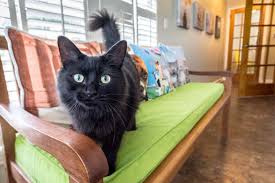 Maybe you would like to learn more about one of these? Kindness Pet Hospital East Sowal Com