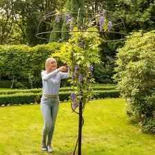 Metal plant frames and support including the conical plant support rings, garden hoop plant support and adjustable plant supports. Wisteria Umbrella Plant Support Harrod Horticultural