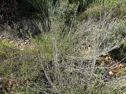 Image result for Leucas capensis