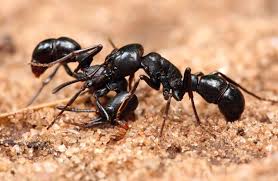 We continue to provide outdoor treatments periodically afterward, but further. 24 Hour Exterminating Bronx Ny 10462 Yp Com