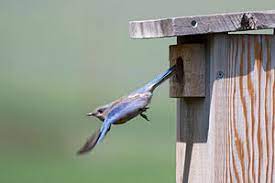 They can also help to teach woodworking skills and conservation. Nest Box Wikipedia
