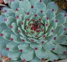 Tipos de cactus y lista de nombres. Nagjher Cactus Y Suculentas Siempreviva