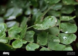 Image result for Anemia angolensis