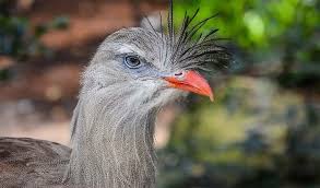 Image result for Sericorema