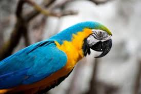 Avian & exotic animal clinic of az provides superior medical care for your exotic pets, ranging anywhere from birds to reptiles, amphibians to mammals, fish to insects, and more! Veterinary Exotics In Flint Tx Flint Veterinary Clinic
