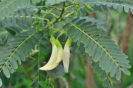 Image result for Sesbania grandiflora