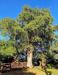 Image result for Balanites maughamii