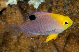 Image result for Bolusiella talbotii