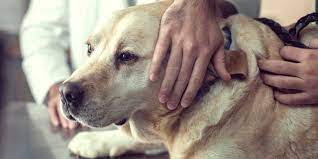 Pet euthanasia services near me. Vet S Comment About Pet Owners Leaving Room Before Euthanasia Sparks Conversation