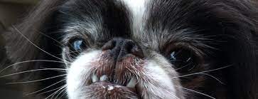 The best all natural pet supply store. The 9 Best Pet Stores In Portland