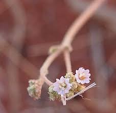 Image result for Boerhavia coccinea