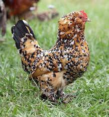 15 Incredible Giant Chicken Breeds Poultry Farmers Should Raise (Updated Feb. 2022)