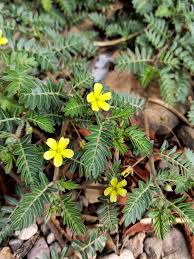 Image result for Tribulus excrucians