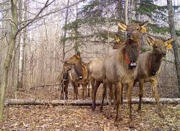 what the advance of cwd means for wisconsins elk wiscontext