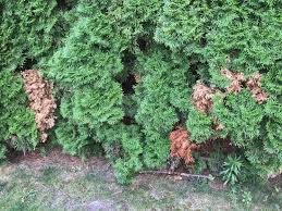 Image result for thuja drying out dead dried symptoms)