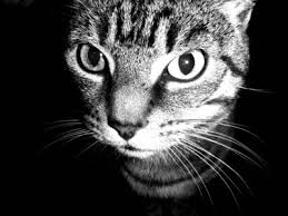 While home remedies can help cats overcome a mild stomach ache, any cat that has lost its appetite, appears sluggish or in pain, vomits very frequently, or has uncontrollable diarrhea with a lot of fluid loss should be seen by a veterinarian. How To Stop Cat Hair From Shedding Naturally